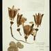 Pseudobombax argentinum - Photo (c) Smithsonian Institution, National Museum of Natural History, Department of Botany, some rights reserved (CC BY-NC-SA)