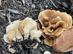 Hohenbuehelia thornii