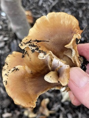 Hohenbuehelia thornii