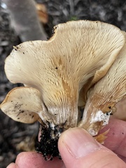 Hohenbuehelia thornii