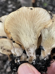 Hohenbuehelia thornii