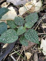 Hypoestes phyllostachya