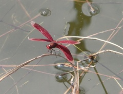 Neurothemis taiwanensis