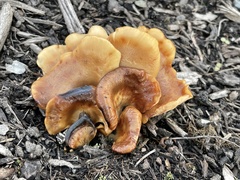 Hohenbuehelia thornii