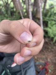 Aedes polynesiensis