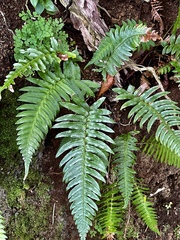 Blechnum appendiculatum