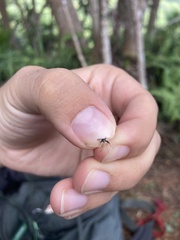 Aedes polynesiensis