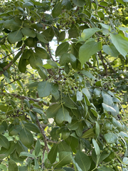 Zanthoxylum arborescens
