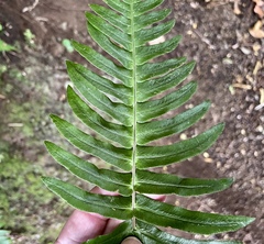 Blechnum appendiculatum