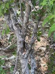 Zanthoxylum arborescens