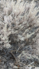 Artemisia tripartita