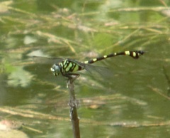 Ictinogomphus rapax