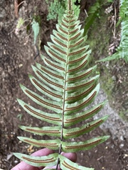Blechnum appendiculatum