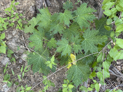 Cnidoscolus maculatus