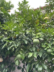 Citrus