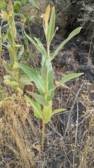 Asclepias speciosa