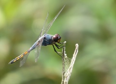 Potamarcha congener