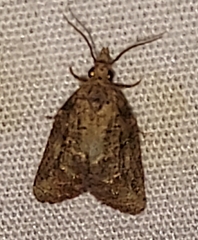 Platynota idaeusalis