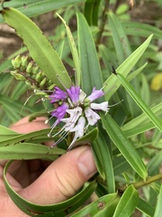 Veronica macrocarpa