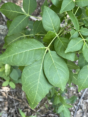 Zanthoxylum arborescens