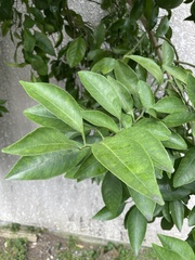 Citrus