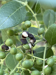 Zanthoxylum arborescens