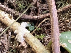 Cordyceps tenuipes