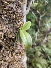 Drymoanthus adversus