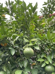 Citrus