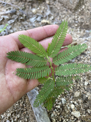 Chamaecrista nictitans