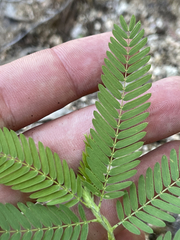 Chamaecrista nictitans