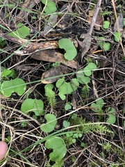Corybas trilobus aggregate