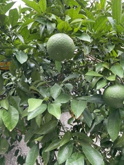 Citrus