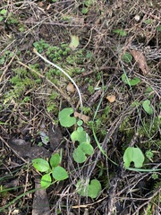 Corybas trilobus aggregate