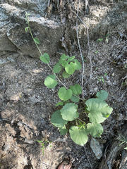 Ipomoea scopulorum