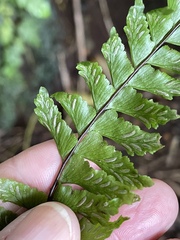 Hymenasplenium unilaterale