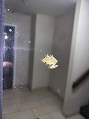 Hyla squirella