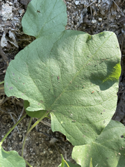 Ipomoea scopulorum