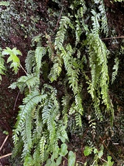 Hymenasplenium unilaterale