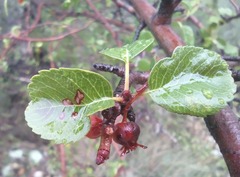 Amelanchier utahensis
