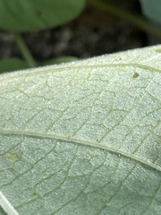 Ipomoea scopulorum
