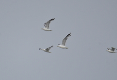Larus brachyrhynchus