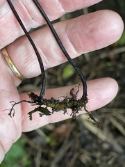 Hymenasplenium unilaterale