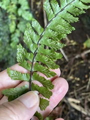 Hymenasplenium unilaterale