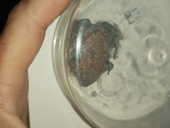 Elachistocleis pearsei