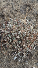 Eriogonum compositum