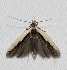 Dichomeris serrativittella