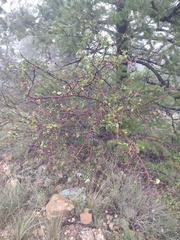 Amelanchier utahensis