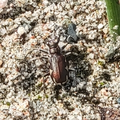 Cicindela scutellaris