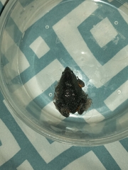 Elachistocleis pearsei